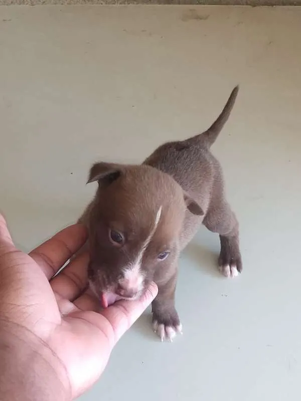 Cachorro raça pitbull com labrador idade Abaixo de 2 meses nome sem nome