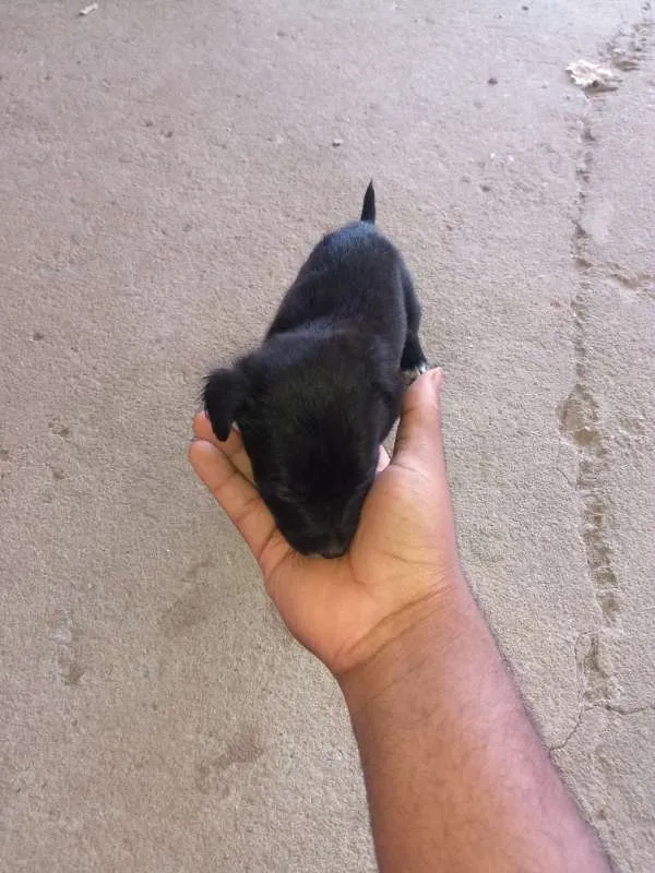 Cachorro raça pitbull com labrador idade Abaixo de 2 meses nome sem nome