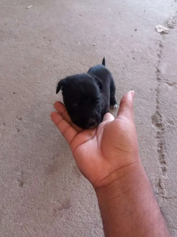 Cachorro raça pitbull com labrador idade Abaixo de 2 meses nome sem nome