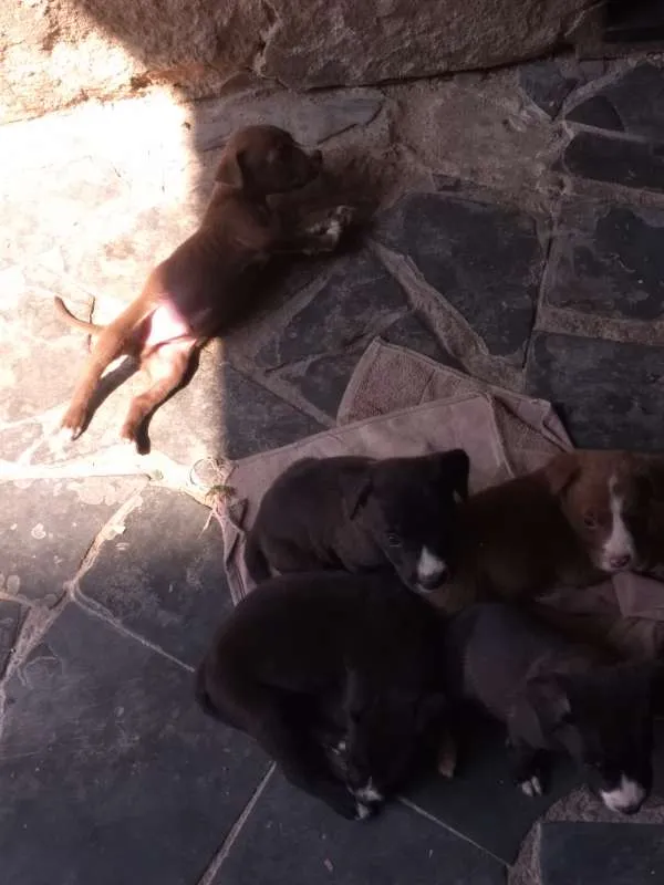 Cachorro raça pitbull com labrador idade Abaixo de 2 meses nome sem nome