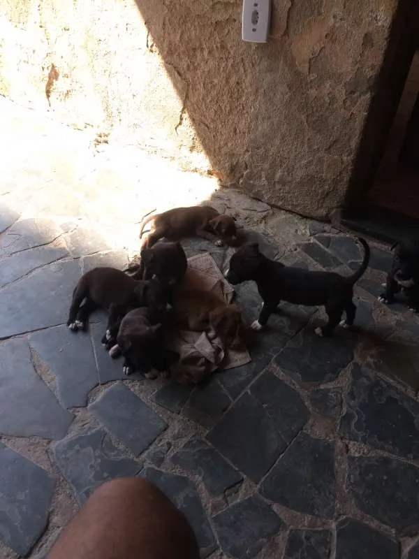 Cachorro raça pitbull com labrador idade Abaixo de 2 meses nome sem nome