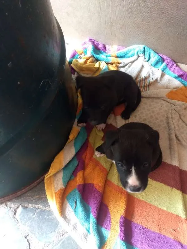 Cachorro raça pitbull com labrador idade Abaixo de 2 meses nome sem nome