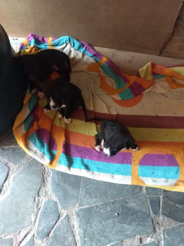 Cachorro raça pitbull com labrador idade Abaixo de 2 meses nome sem nome
