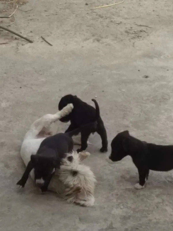 Cachorro raça pitbull com labrador idade Abaixo de 2 meses nome sem nome