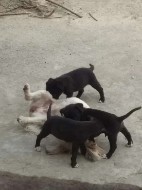 Cachorro raça pitbull com labrador idade Abaixo de 2 meses nome sem nome