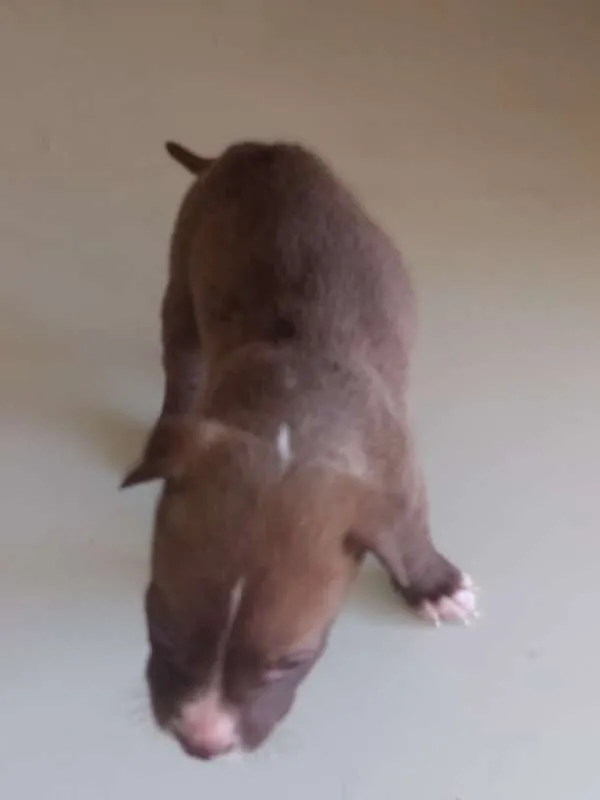 Cachorro raça pitbull com labrador idade 2 a 6 meses nome sem nome