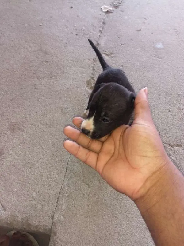 Cachorro raça pitbull com labrador idade 2 a 6 meses nome sem nome