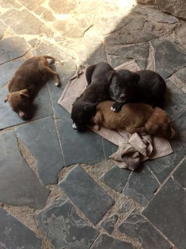 Cachorro raça pitbull com labrador idade 2 a 6 meses nome sem nome