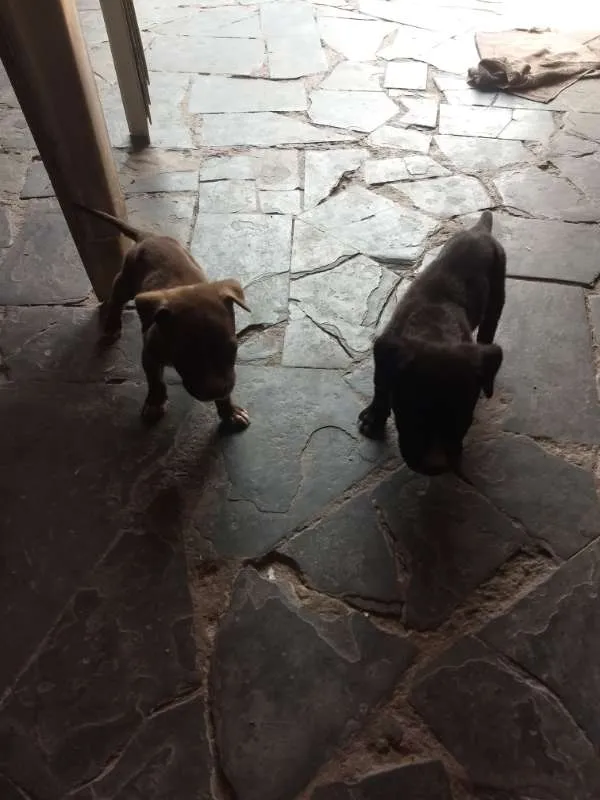 Cachorro raça pitbull com labrador idade 2 a 6 meses nome sem nome