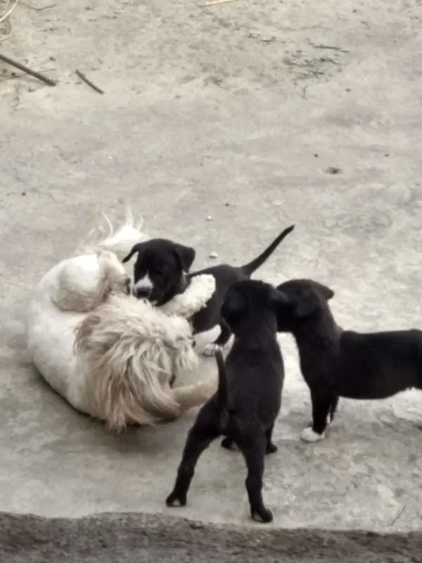 Cachorro raça pitbull com labrador idade 2 a 6 meses nome sem nome