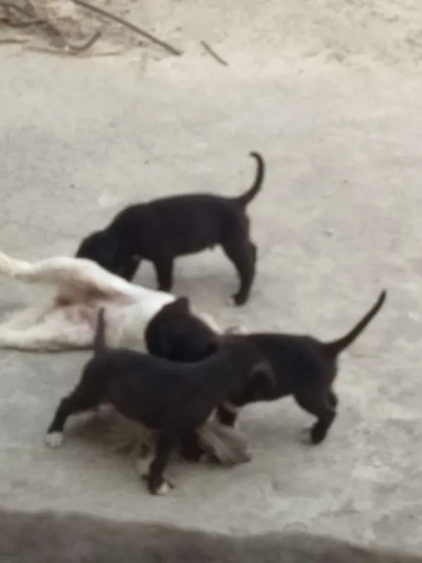 Cachorro raça pitbull com labrador idade 2 a 6 meses nome sem nome
