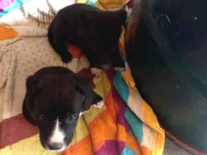 Cachorro raça pitbull com labrador idade 2 a 6 meses nome sem nome