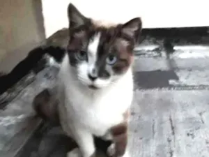 Gato raça mestiça siamês idade 2 anos nome BRIDA