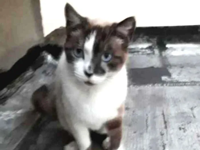 Gato ra a mestiça siamês idade 2 anos nome BRIDA