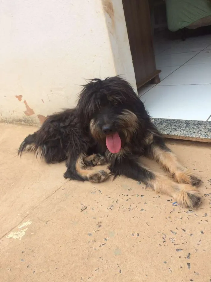 Cachorro raça Vira lata  idade 1 ano nome Hulc 