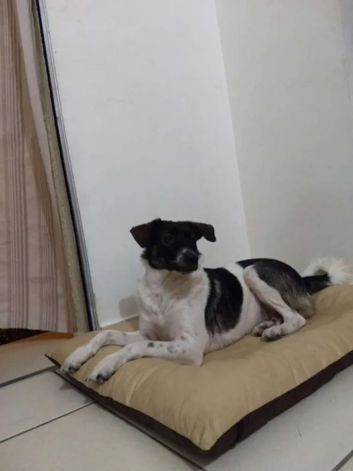 Cachorro raça Mestiço  idade 1 ano nome Lilica