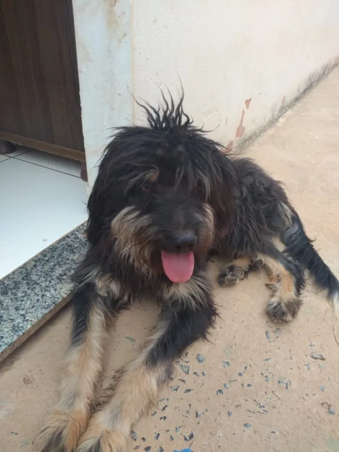 Cachorro raça Vira lata  idade 1 ano nome Hulc 