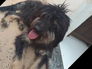 Cachorro raça Vira lata  idade 1 ano nome Hulc 