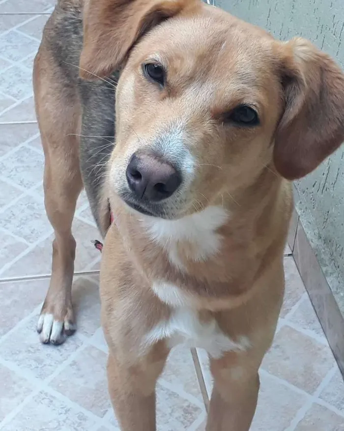 Cachorro ra a Raça Não Definida idade 7 a 11 meses nome Thor