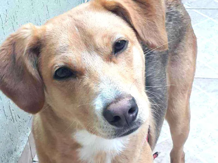 Cachorro ra a Raça Não Definida idade 7 a 11 meses nome Thor