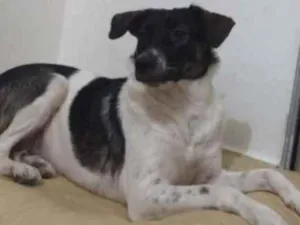 Cachorro raça Mestiço  idade 1 ano nome Lilica