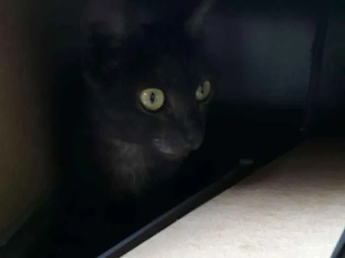 Gato ra a SRD idade 7 a 11 meses nome Sem nome