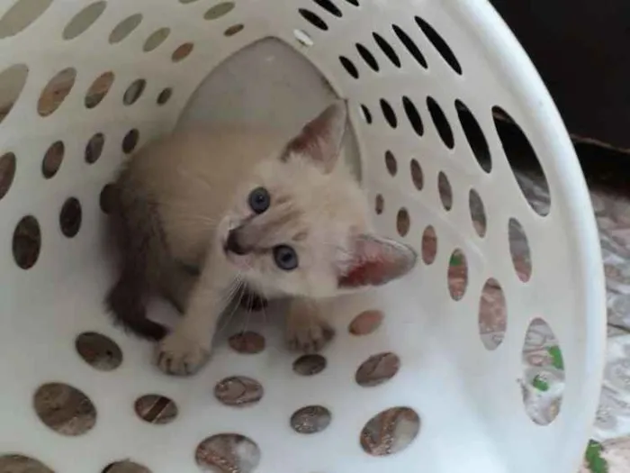 Gato ra a SRD idade 7 a 11 meses nome Sem nome