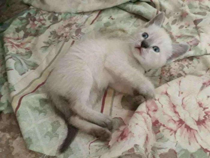 Gato ra a SRD idade 7 a 11 meses nome Sem nome