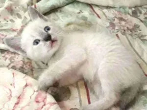 Gato raça SRD idade 7 a 11 meses nome Sem nome
