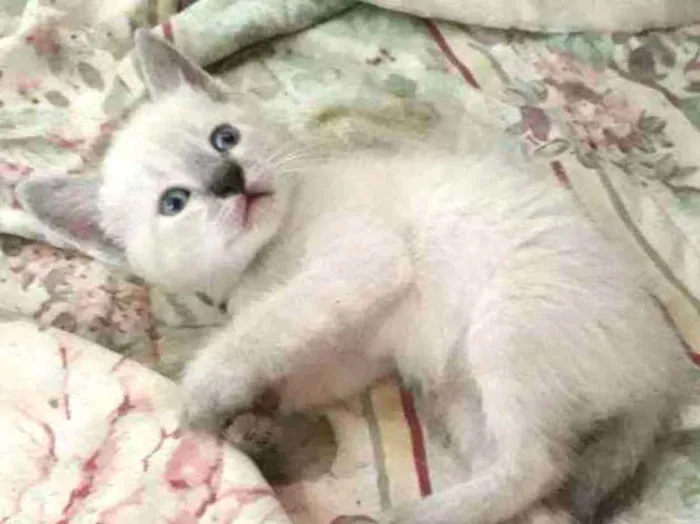 Gato ra a SRD idade 7 a 11 meses nome Sem nome