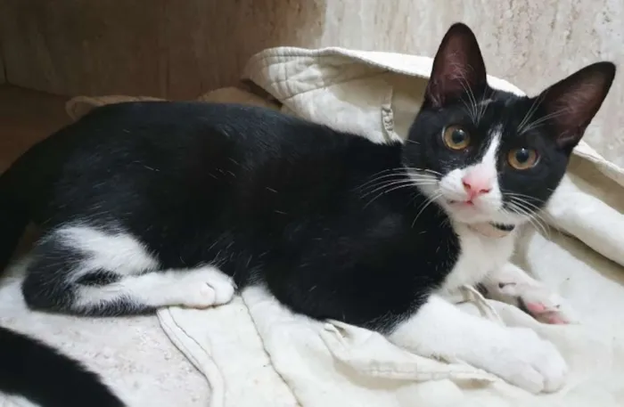 Gato ra a SRD idade 2 a 6 meses nome GILDO FRAJOLA