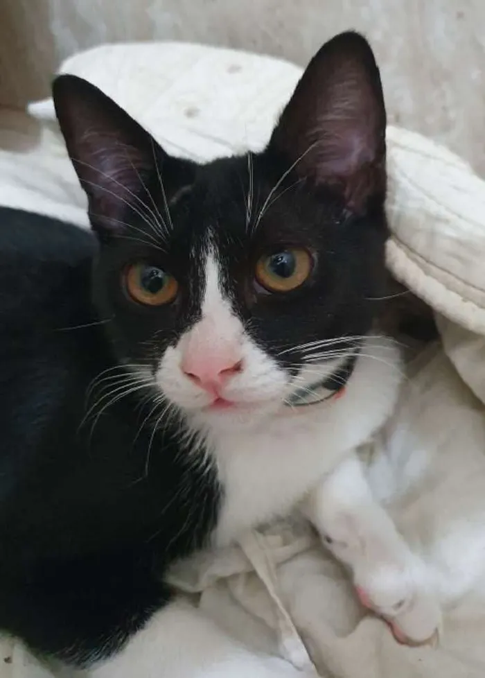 Gato ra a SRD idade 2 a 6 meses nome GILDO FRAJOLA