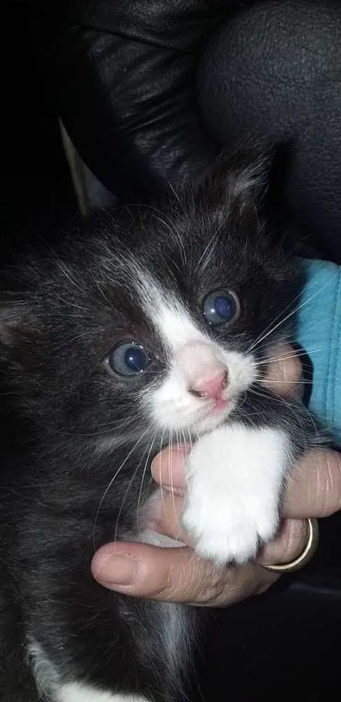 Gato ra a  idade 2 a 6 meses nome Ainda ñ tem nomes 