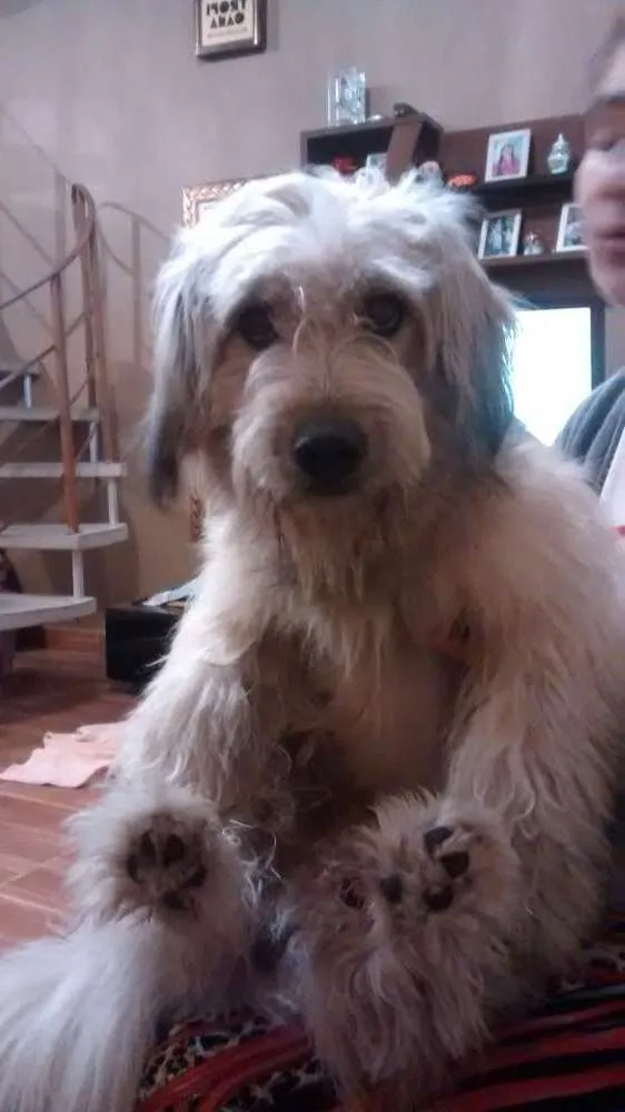 Cachorro ra a Indefinida idade 2 anos nome Sem nome