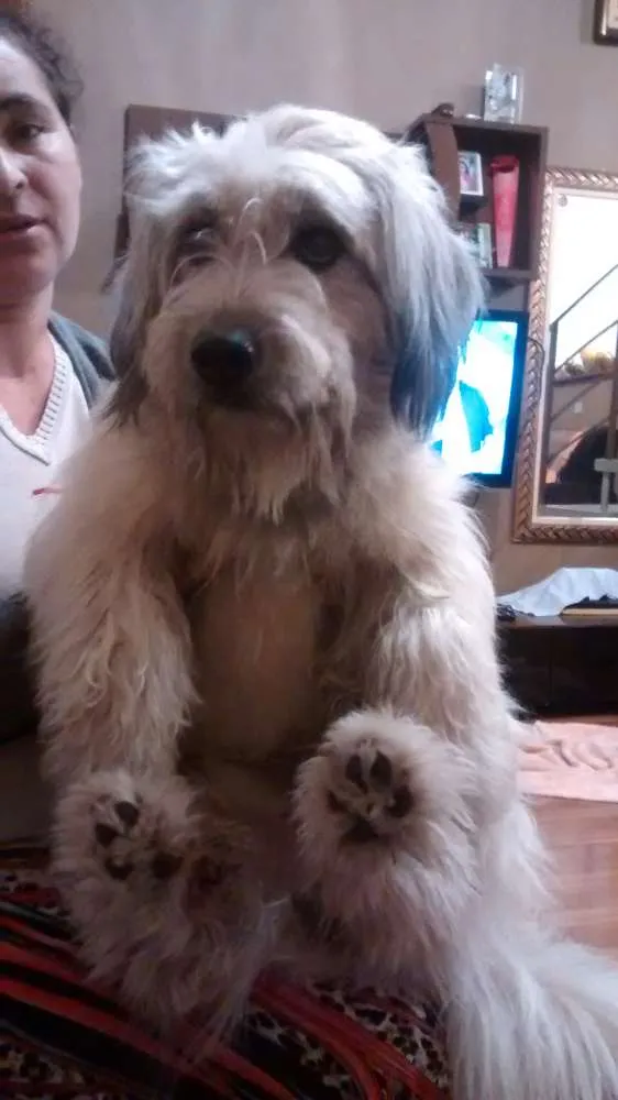 Cachorro ra a Indefinida idade 2 anos nome Sem nome