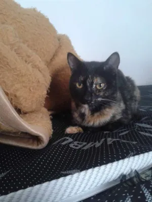 Gato raça Srd idade 1 ano nome Kicha