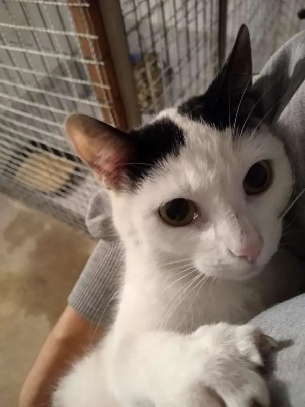 Gato ra a srd idade 1 ano nome à escolher