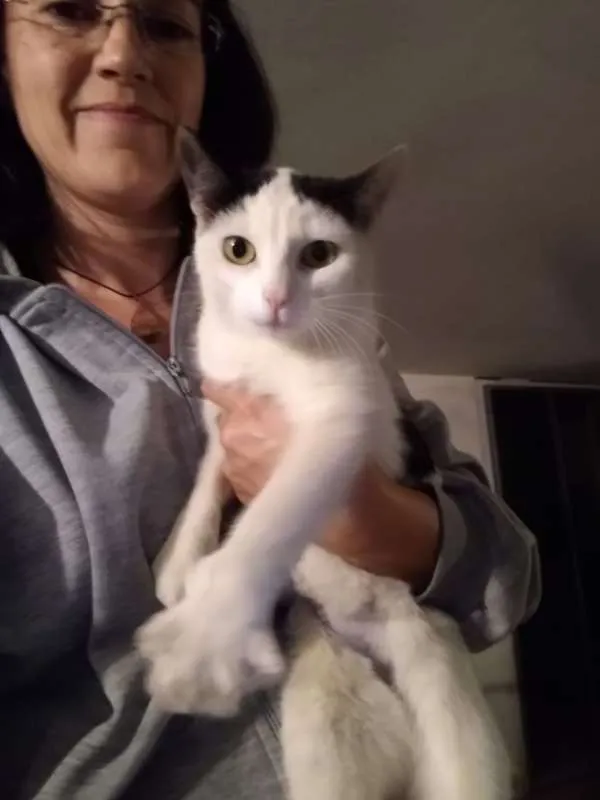 Gato ra a srd idade 1 ano nome à escolher