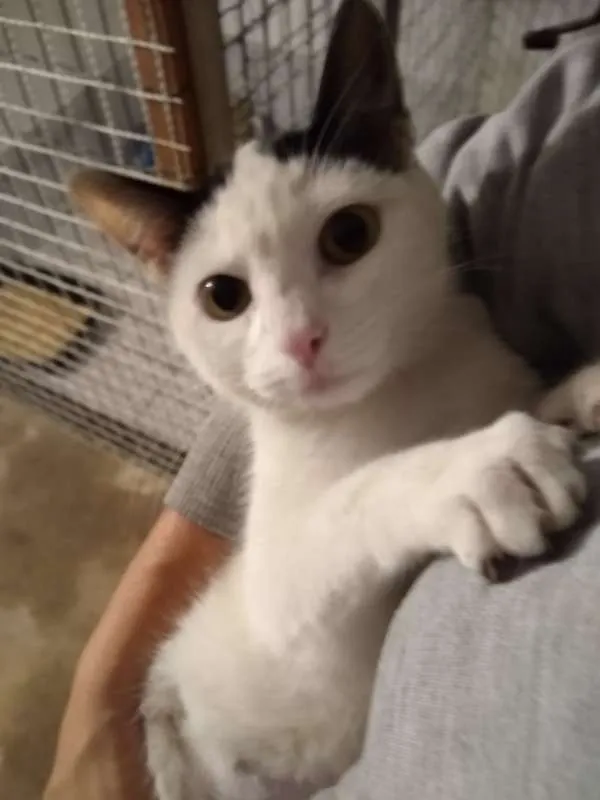 Gato ra a srd idade 1 ano nome à escolher