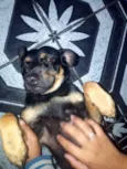 Malú