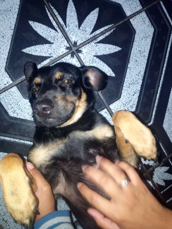 Cachorro raça Vira lata idade 1 ano nome Malú