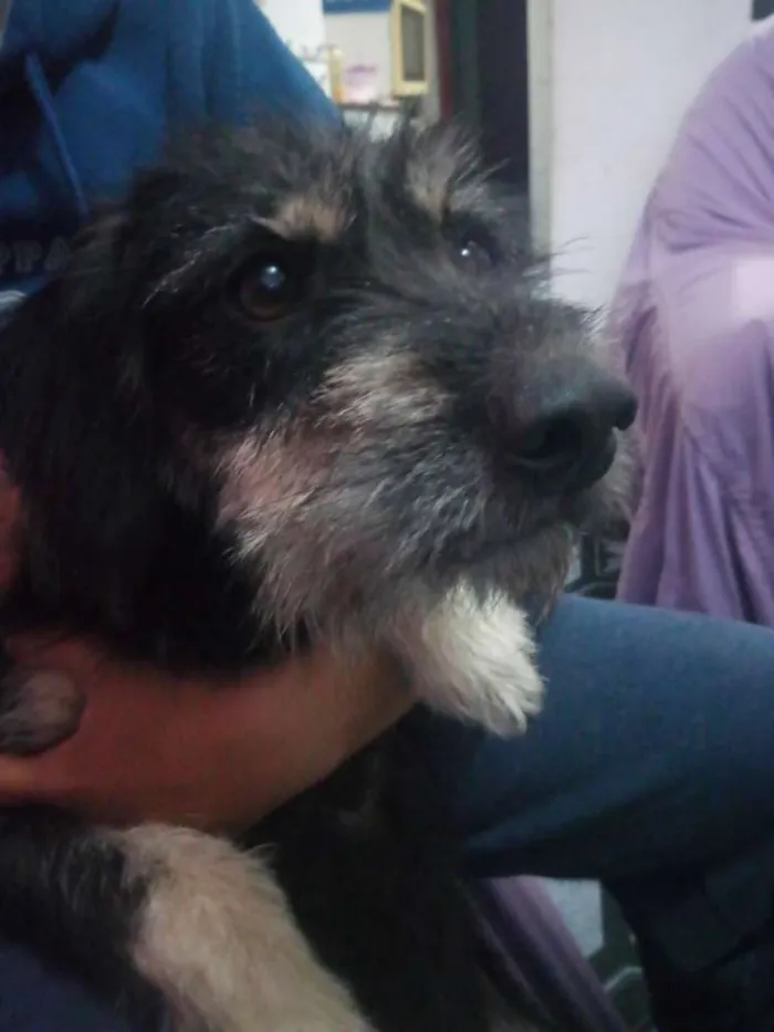Cachorro raça Vira lata idade 1 ano nome Malú