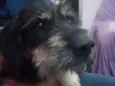 Malú