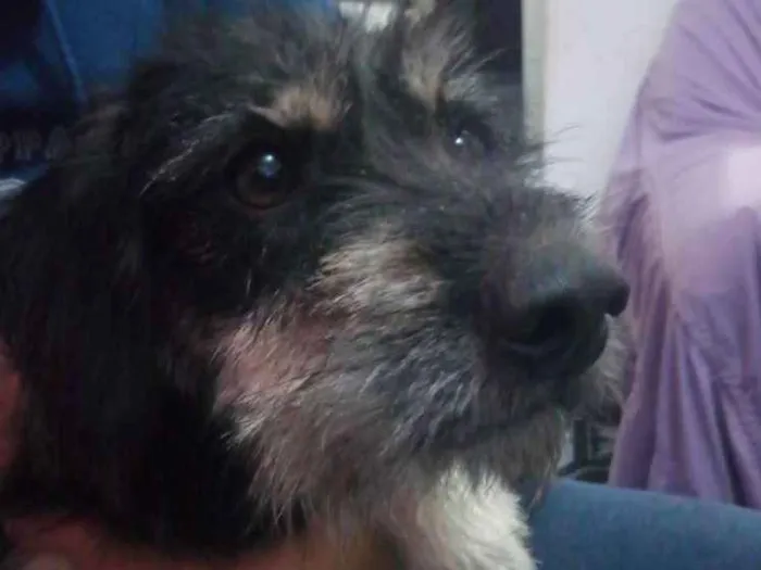 Cachorro raça Vira lata idade 1 ano nome Malú