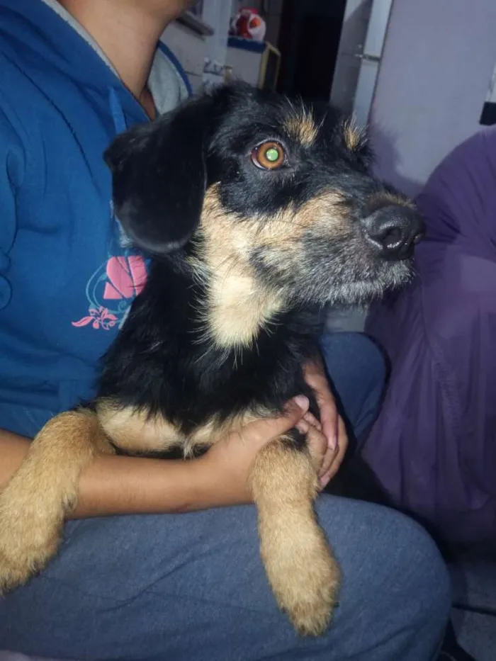 Cachorro raça Vira lata idade 1 ano nome Malú