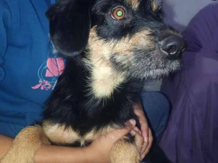 Cachorro raça Vira lata idade 1 ano nome Malú