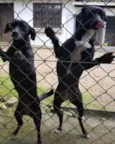 Nina e Paçoca