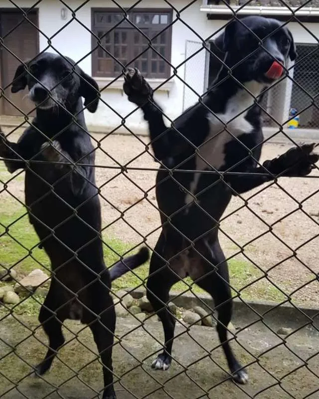 Cachorro ra a SRD idade 1 ano nome Nina e Paçoca