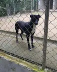 Nina e Paçoca