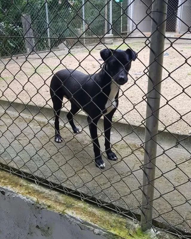 Cachorro ra a SRD idade 1 ano nome Nina e Paçoca